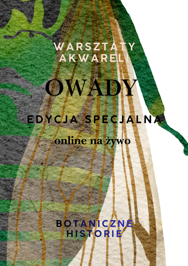 Warsztaty akwareli/ Owady