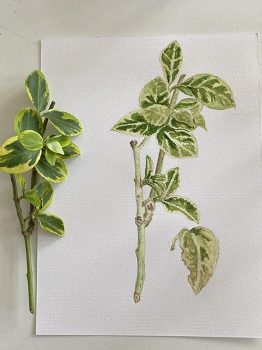 Warsztaty akwarelii botanicznej dla początkujących Botaniczne Historie, Warszawa.