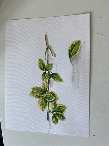 Botaniczne Historie warsztaty akwarelii botanicznej dla początkujących, Wrocław.