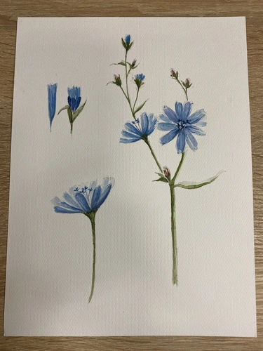 Akwarela botaniczna warsztaty Botaniczne Historie w Warszawie.