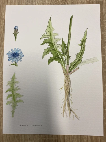 Malujemy rośliny techniką akwarelową, warsztaty dla początkujących Botaniczne Historie.