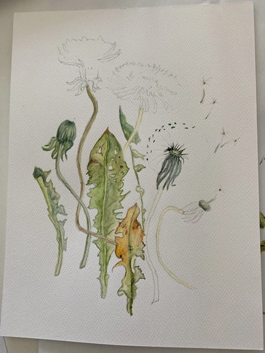 Warsztaty malowania roślin dla początkujących w Warszawie i Krakowie Botaniczne Historie.