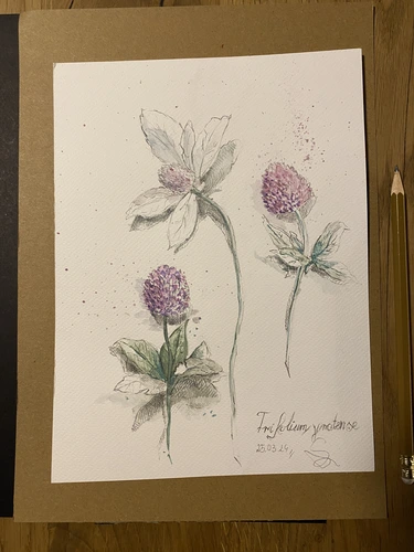 Warsztaty rysunku botanicznego dla początkujących Botaniczne Historie, Warszawa.