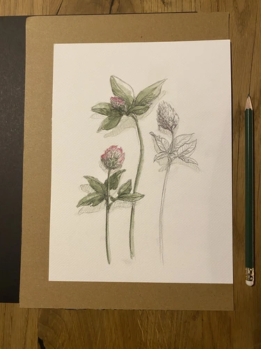 Botaniczne Historie warsztaty rysunku botanicznego dla początkujących, Wrocław.