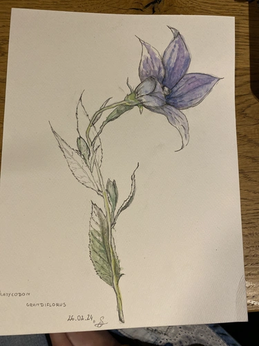 Botaniczne Historie Kraków warsztaty rysunku botanicznego dla początkujących.