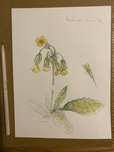 Rysujemy rośliny ołówkiem i kredkami, warsztaty dla początkujących Botaniczne Historie.