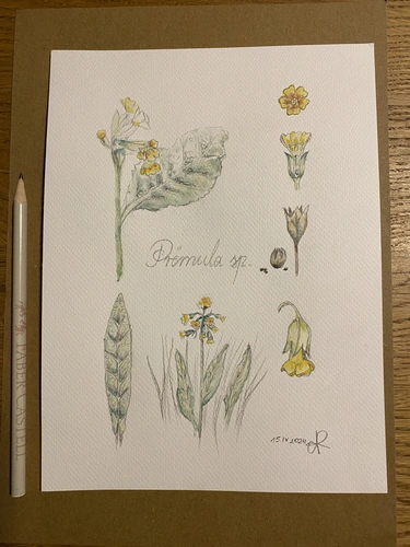 Botaniczne Historie warsztaty rysowania roślin dla początkujących.