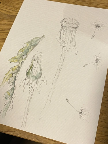 Warsztaty szkicu botanicznego dla początkujących Botaniczne Historie, Warszawa.