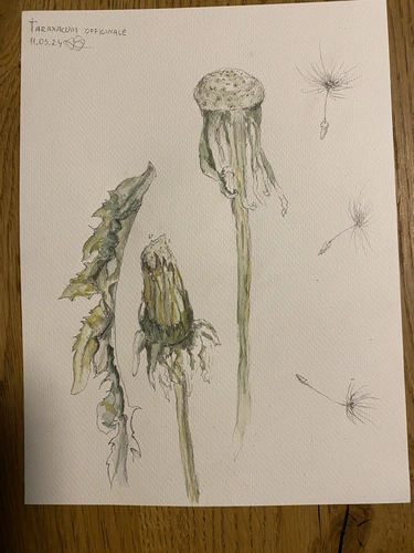 Botaniczne Historie warsztaty szkicu botanicznego dla początkujących, Wrocław.