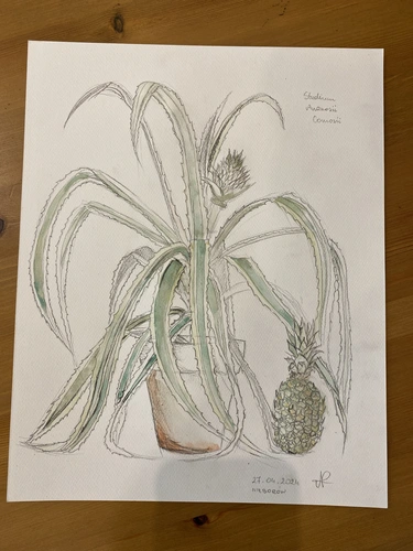 Szkicowanie roślin dla początkujących w Katowicach.